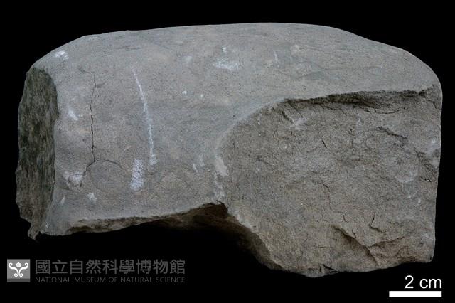 頁岩藏品圖，第2張