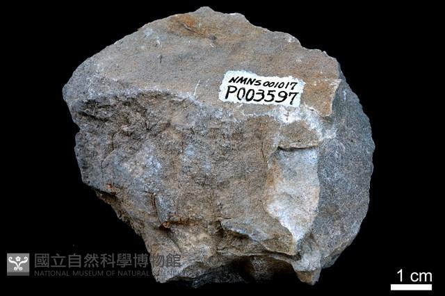 泥灰岩藏品圖，第2張