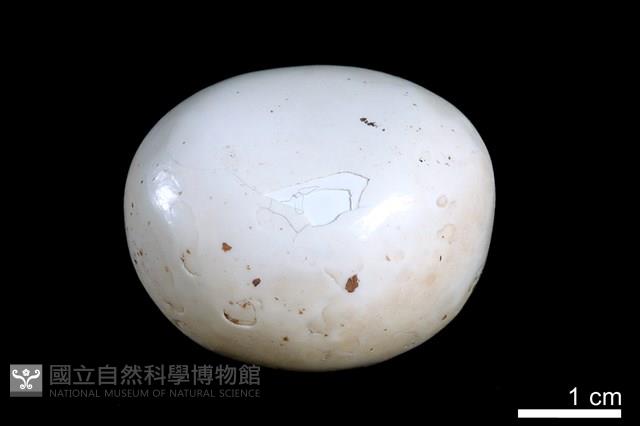 洞穴珍珠藏品圖，第2張