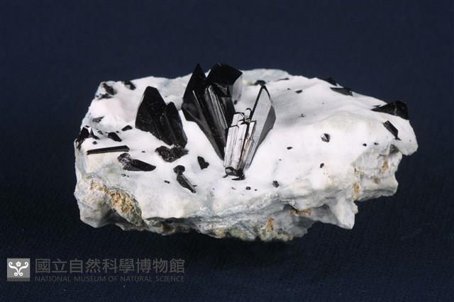 柱星葉石藏品圖，第2張