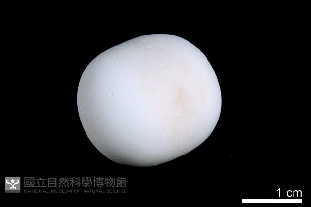 洞穴珍珠藏品圖，第2張