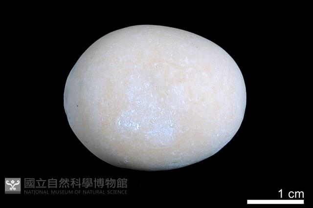 洞穴珍珠藏品圖，第2張