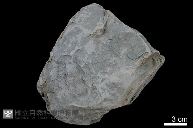 頁岩藏品圖，第2張