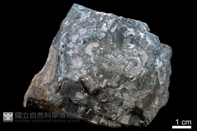 泥灰岩藏品圖，第2張