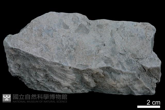 泥岩藏品圖，第2張