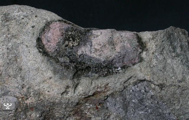 輝石安山岩藏品圖，第2張