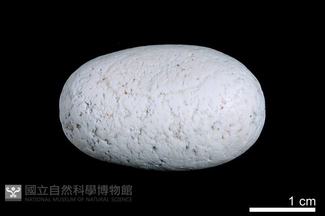 洞穴珍珠藏品圖，第2張