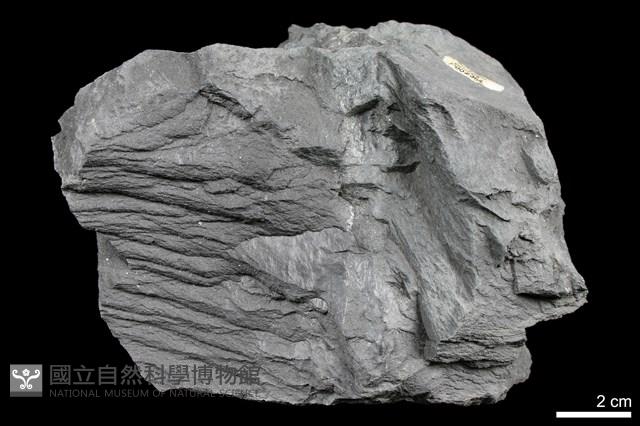 硬頁岩藏品圖，第2張