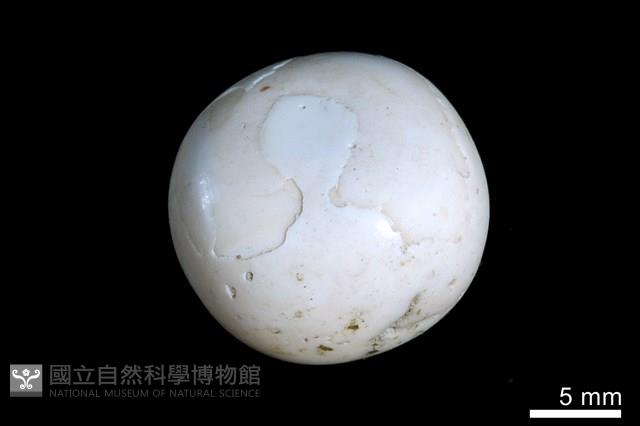 洞穴珍珠藏品圖，第2張