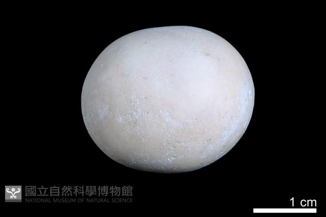 洞穴珍珠藏品圖，第2張