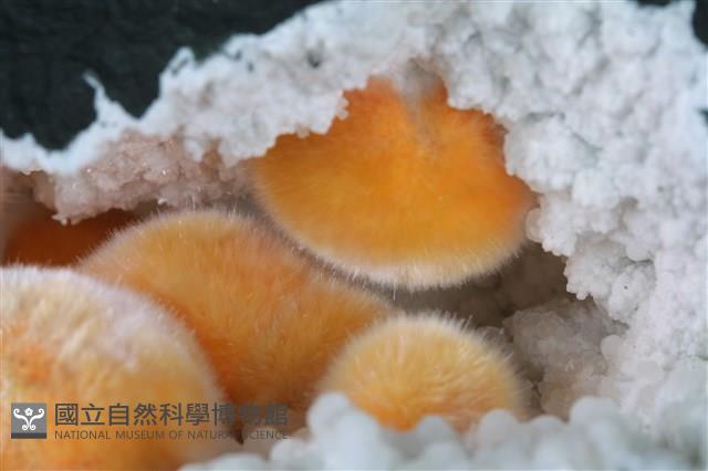 纖維鈣矽酸石/鈉沸石藏品圖，第2張