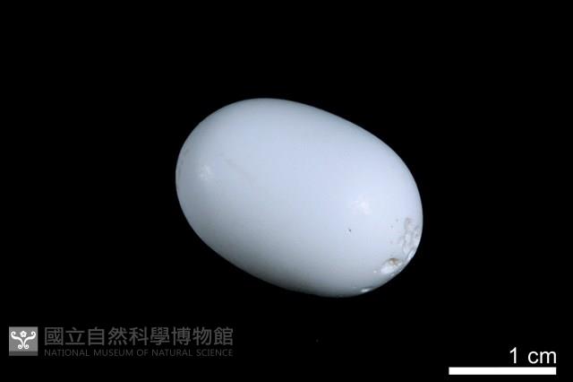 洞穴珍珠藏品圖，第2張