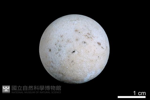 洞穴珍珠藏品圖，第2張