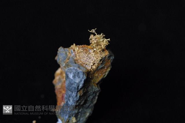 自然金藏品圖，第2張