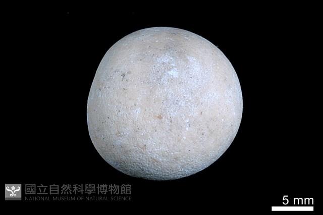 洞穴珍珠藏品圖，第2張