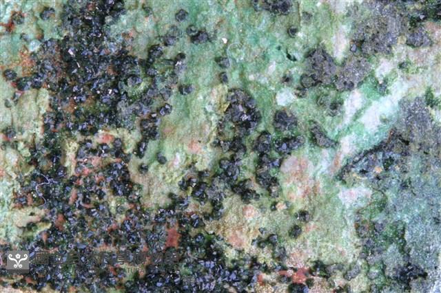磷銅礦 藏品圖，第2張