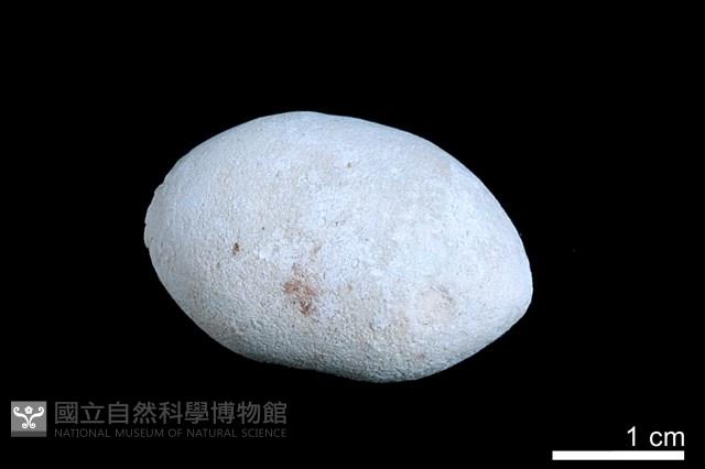 洞穴珍珠藏品圖，第2張