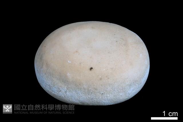 洞穴珍珠藏品圖，第2張