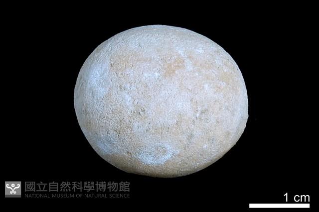 洞穴珍珠藏品圖，第2張