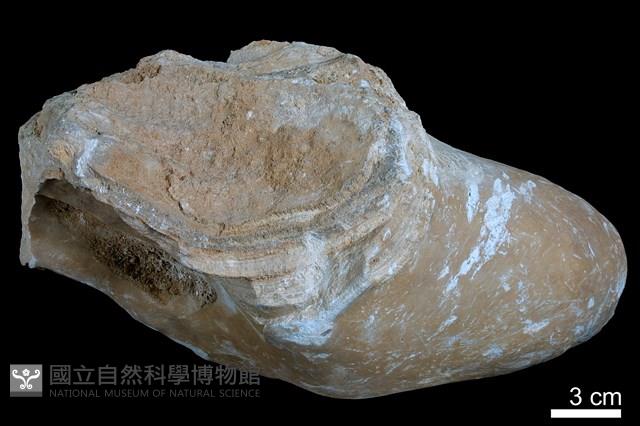 鐘乳石藏品圖，第2張