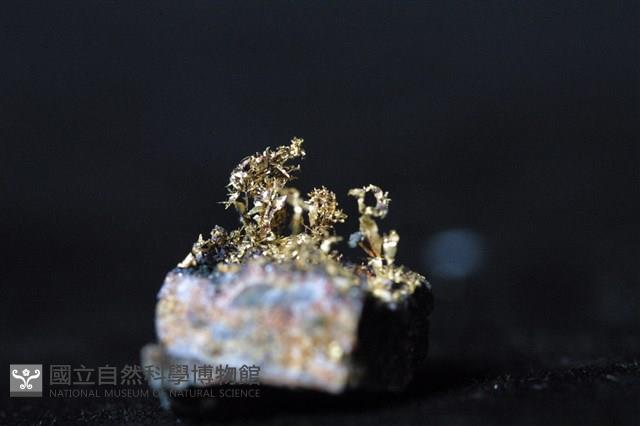 自然金藏品圖，第2張
