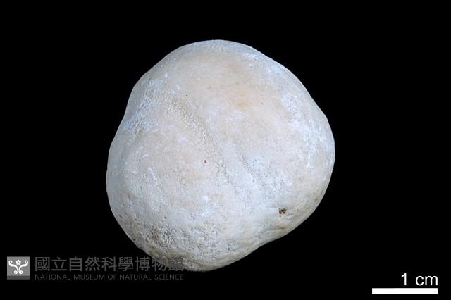 洞穴珍珠藏品圖，第2張