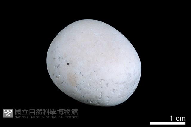 洞穴珍珠藏品圖，第2張