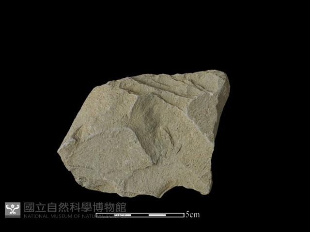 石片藏品圖，第1張