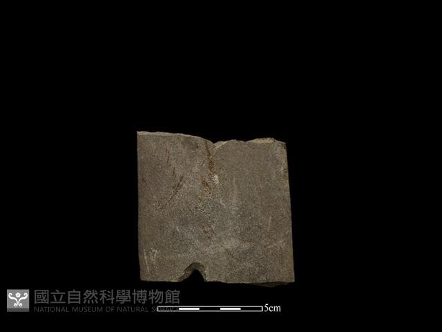 Accession Number:HWL-2014-063 Collection Image, Figure 2, Total 2 Figures