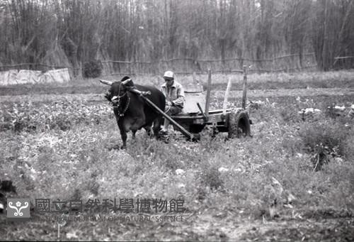1950至2006年臺灣常民生活藏品圖，第1張