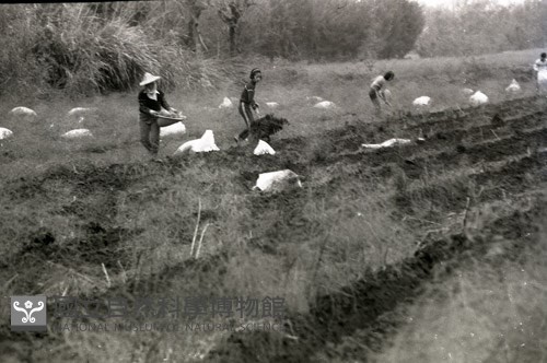 1950至2006年臺灣常民生活藏品圖，第1張