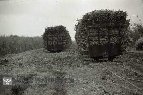 1950至2006年臺灣常民生活藏品圖，第1張