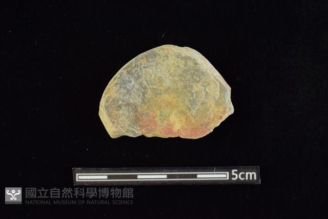 石圓片藏品圖，第1張