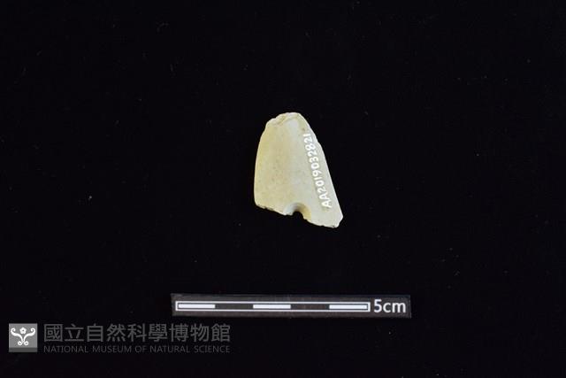 矛鏃形器藏品圖，第1張