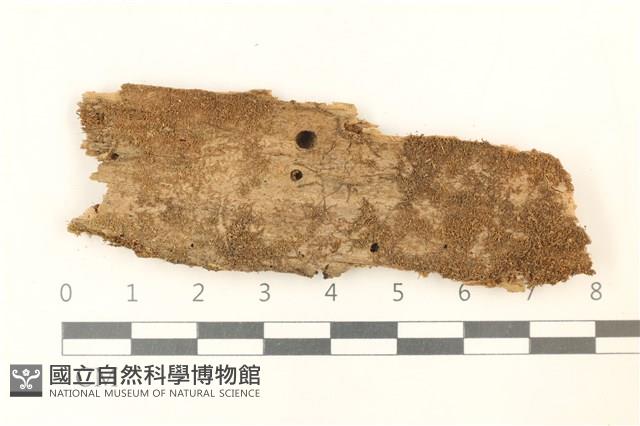 短瓣大萼苔藏品圖，第1張