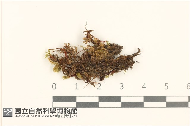 登錄號:B00003132藏品圖，第1張