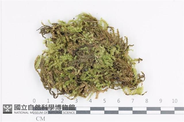 大灰氣蘚藏品圖，第1張