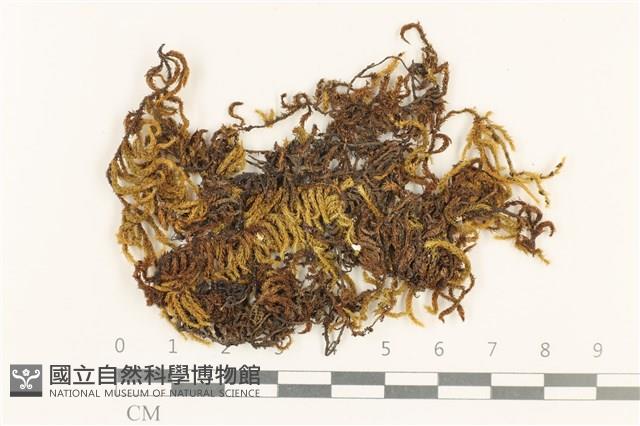 登錄號:B00008932藏品圖，第1張