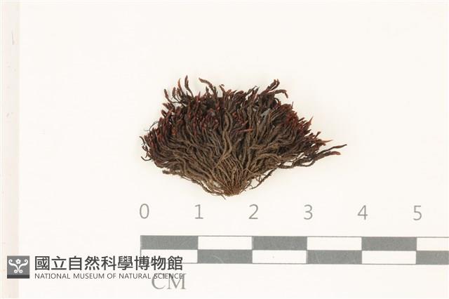 登錄號:B00016932藏品圖，第1張