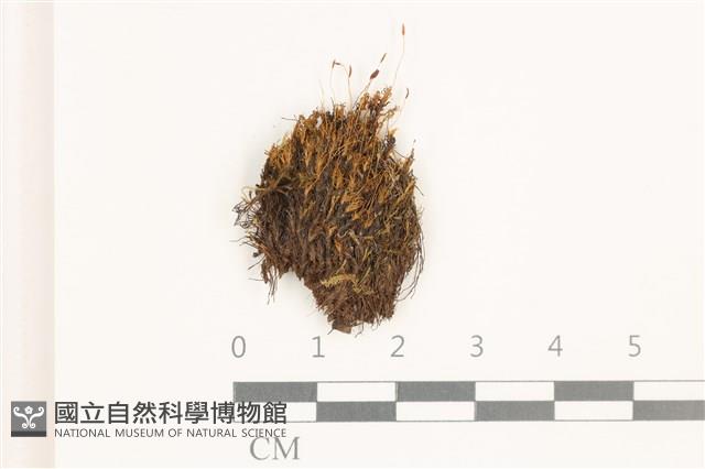 登錄號:B00017932藏品圖，第1張