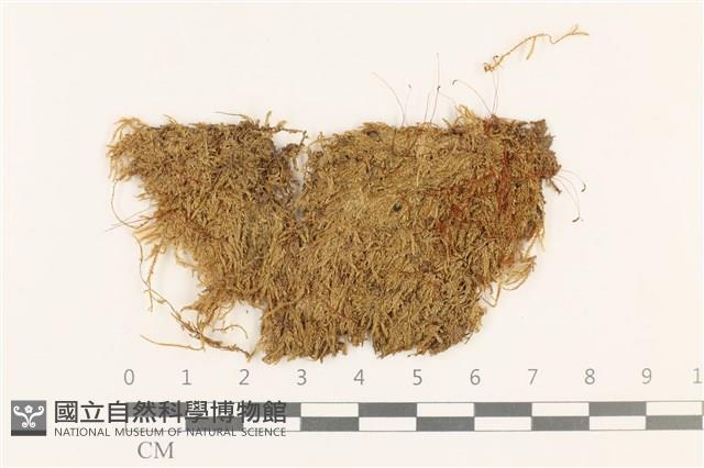 赤莖小錦蘚藏品圖，第1張