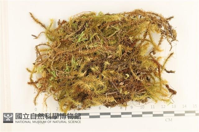 大熱澤蘚藏品圖，第1張