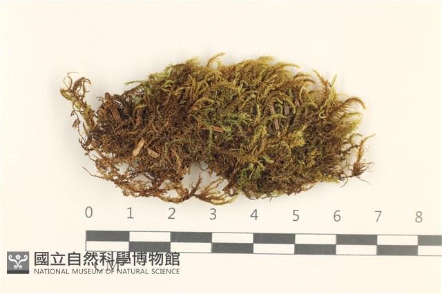細枝青蘚藏品圖，第1張