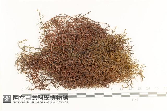 登錄號:B00001052藏品圖，第1張