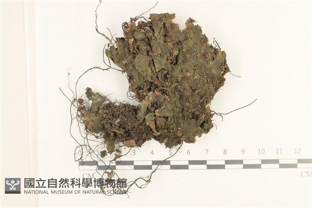 蛇苔藏品圖，第1張