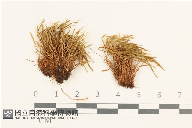 登錄號:B00010152藏品圖，第1張