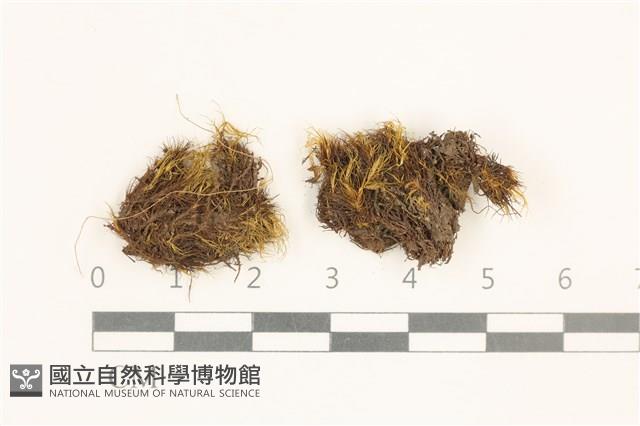 登錄號:B00002952藏品圖，第1張