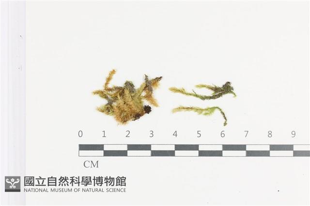 登錄號:B00019952藏品圖，第1張