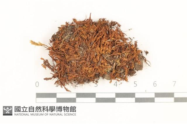 登錄號:B00017952藏品圖，第1張