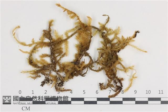 登錄號:B00005952藏品圖，第1張